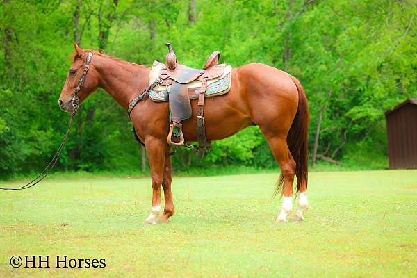 athletic-quarter-horse