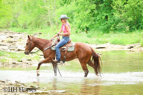 calf-roping-quarter-horse