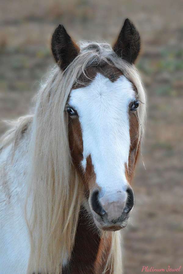 silver-tobiano