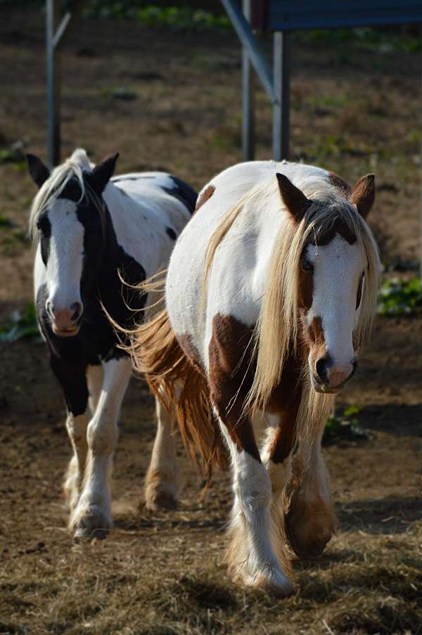 silver-bay-palomino-mare