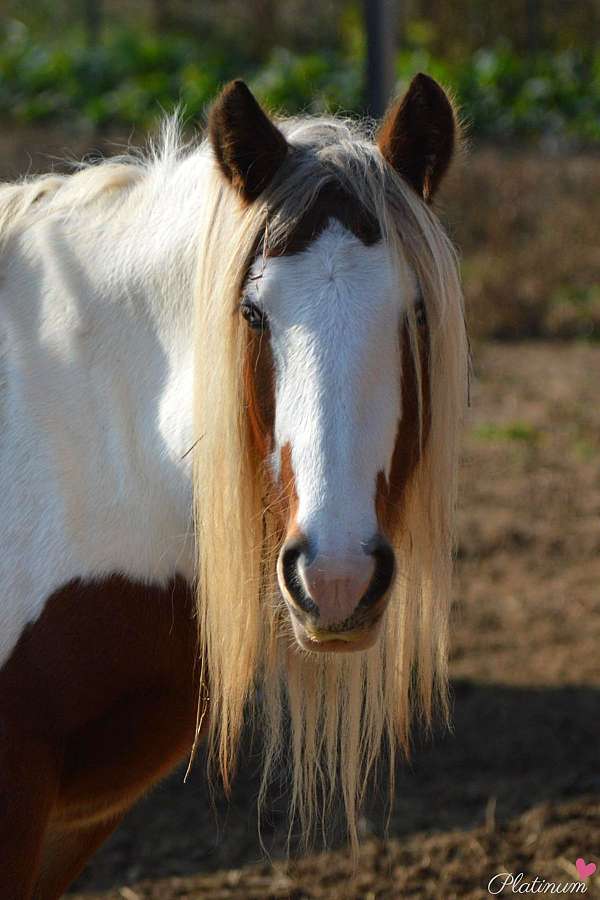 silver-bay-palomino-stallion