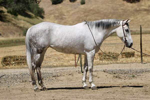 all-around-quarter-horse