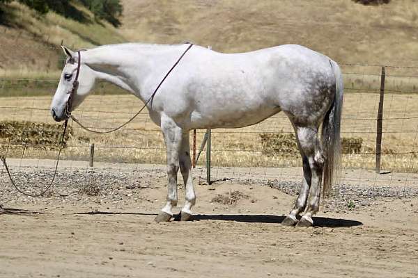athletic-quarter-horse