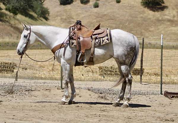 beginner-quarter-horse