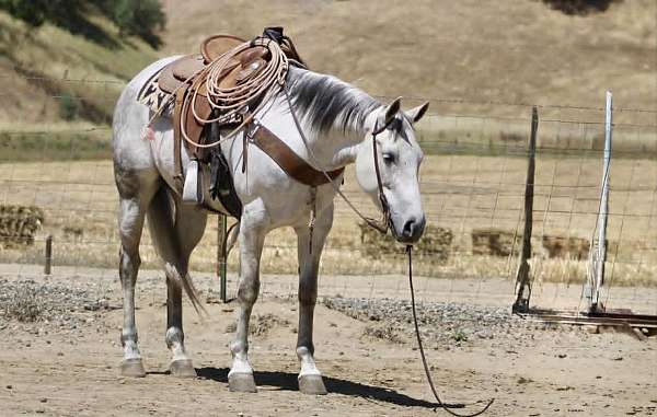 calf-roping-quarter-horse