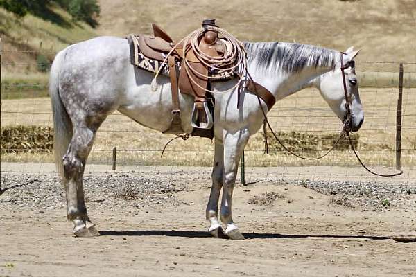 endurance-quarter-horse