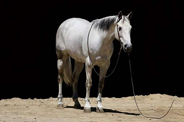 experienced-quarter-horse