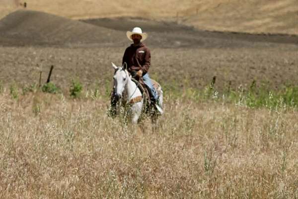 husband-safe-quarter-horse