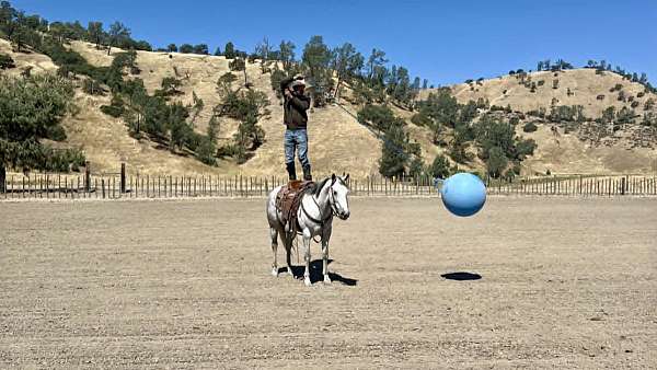 kid-safe-quarter-horse