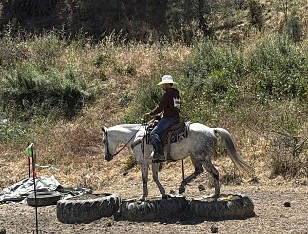 performance-quarter-horse
