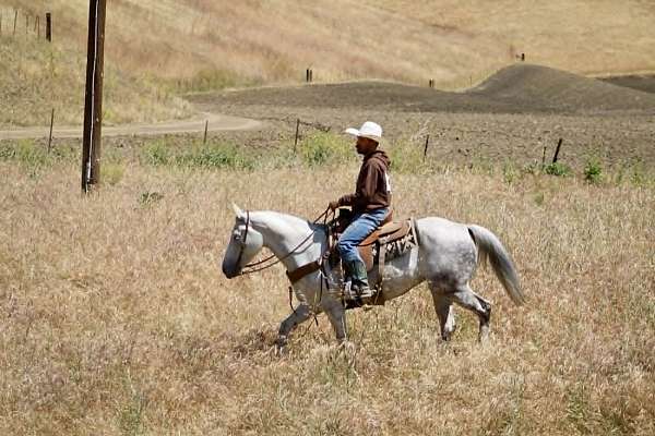 ranch-quarter-horse