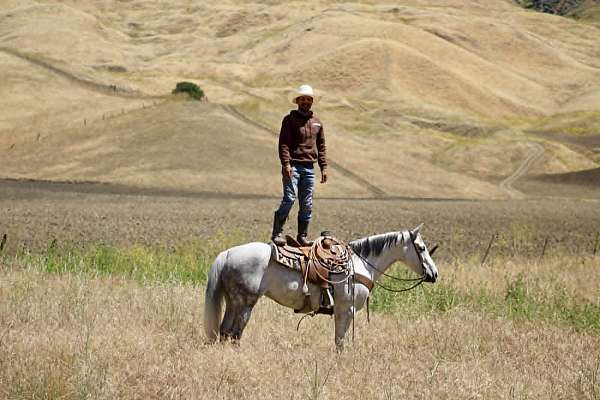 ranch-versatility-quarter-horse