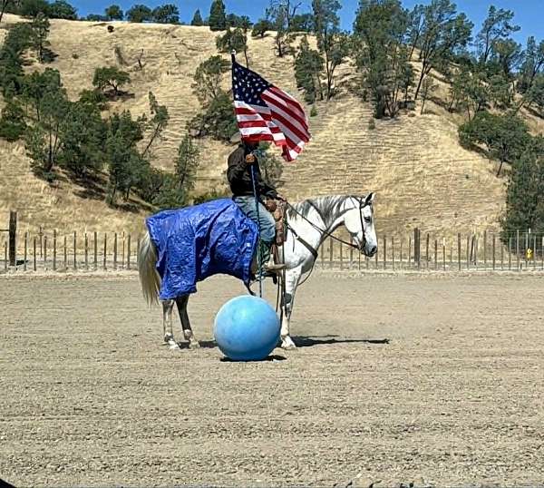 ranch-work-quarter-horse