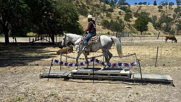 ridden-western-quarter-horse