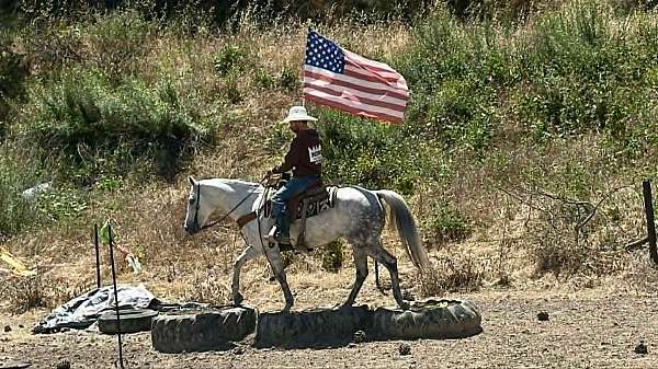 roping-quarter-horse
