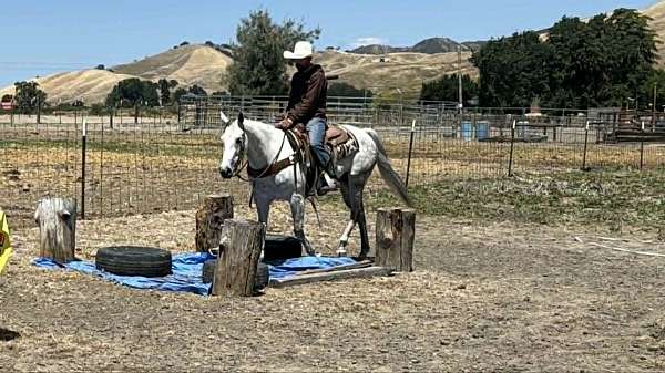 trail-quarter-horse
