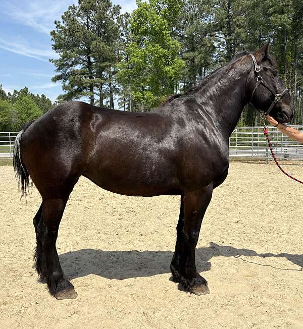black-mare-for-sale