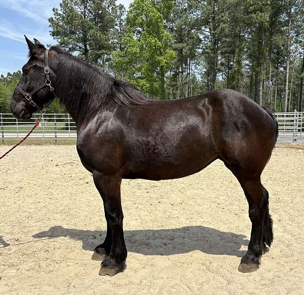 black-percheron-mare