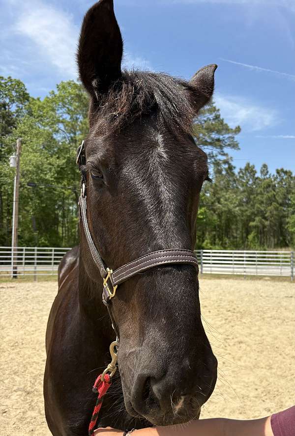 17-hand-percheron-mare