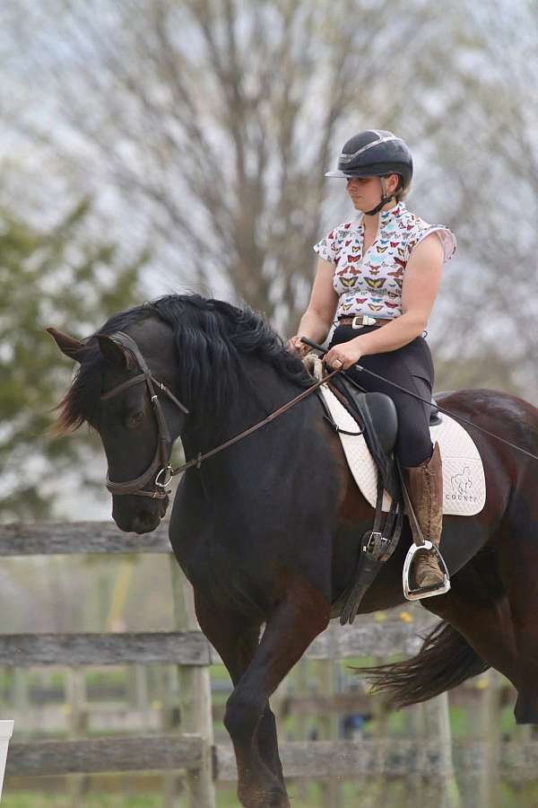 friesian-mare