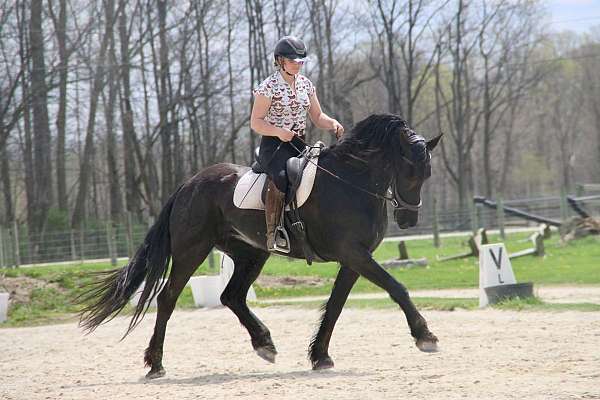 friesian-horse-for-sale