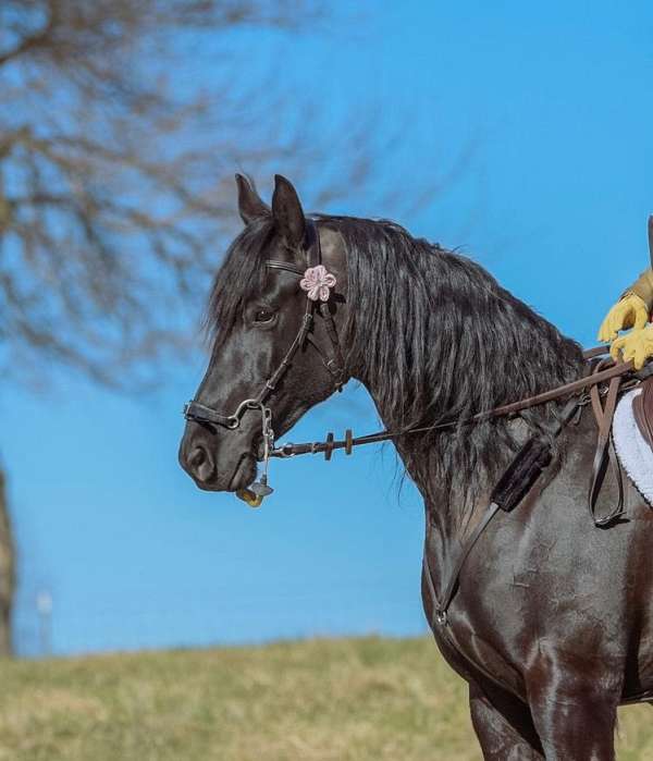 friesian-horse