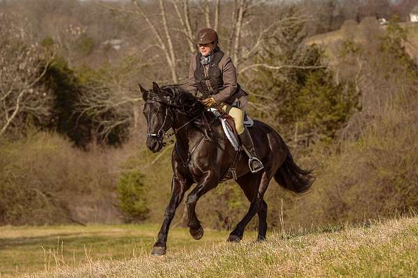 friesian