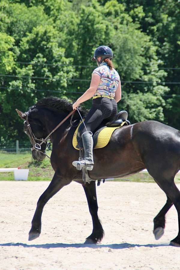 all-around-friesian-horse