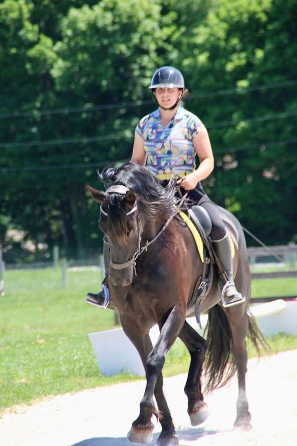 kick-ride-friesian-horse