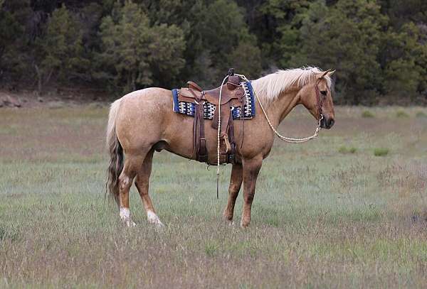 all-around-quarter-horse