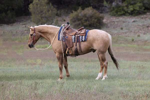 experienced-quarter-horse