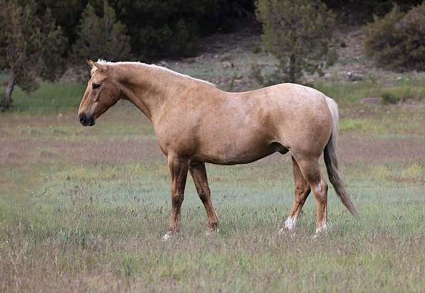 flashy-quarter-horse