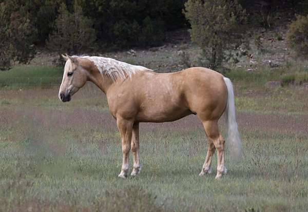 athletic-quarter-horse