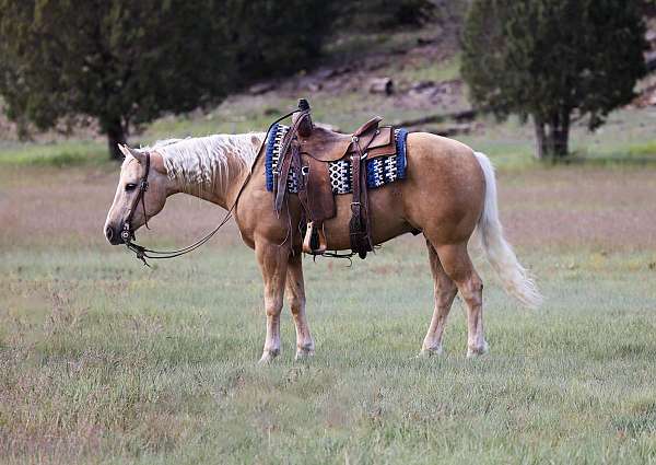 experienced-quarter-horse
