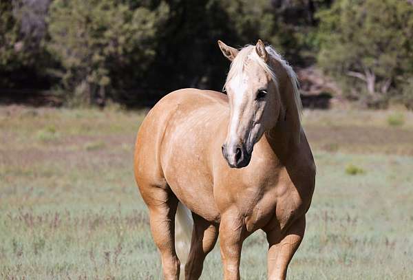 flashy-quarter-horse