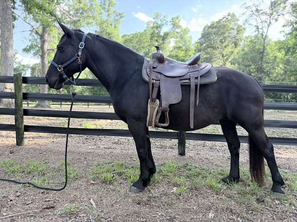 percheron-horse-for-sale