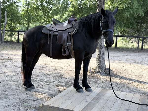 percheron-horse