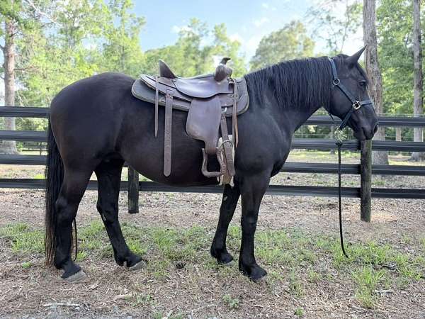 percheron-mare