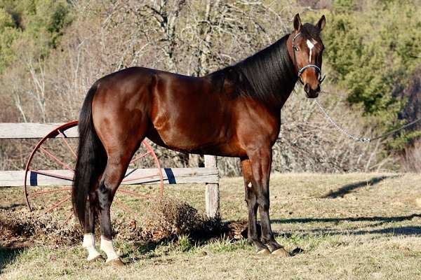 bay-standardbred-mare