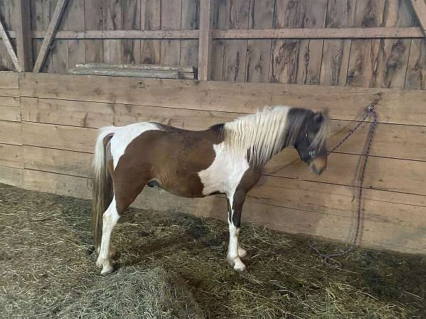 pinto-apha-pony