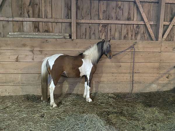 11-hand-hackney-gelding