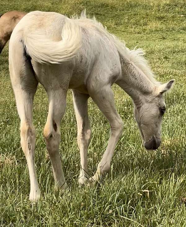 modern-mac-boston-paint-horse
