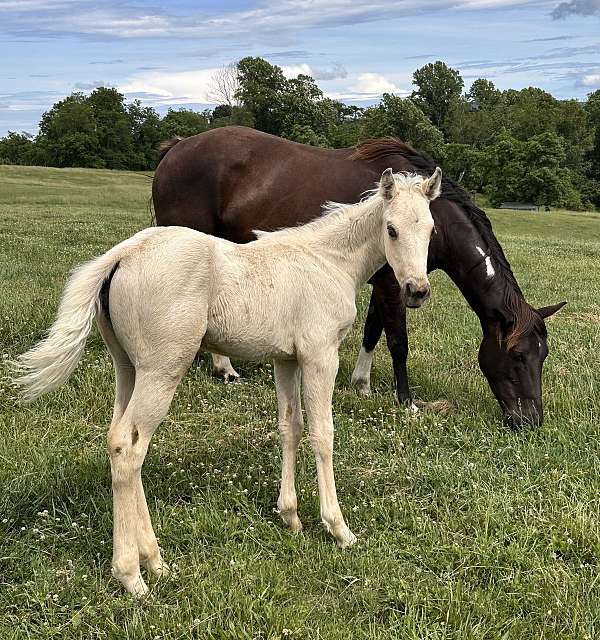 color-me-boon-paint-horse