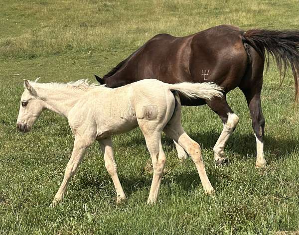 q-ton-of-gold-paint-horse