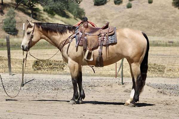 athletic-quarter-horse