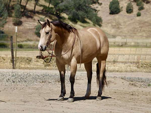 beginner-quarter-horse