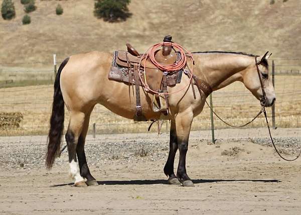 all-around-quarter-horse