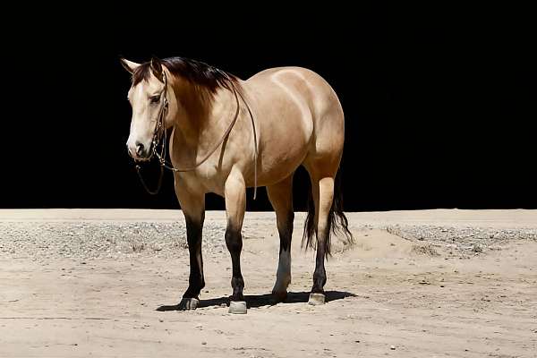 calf-roping-quarter-horse