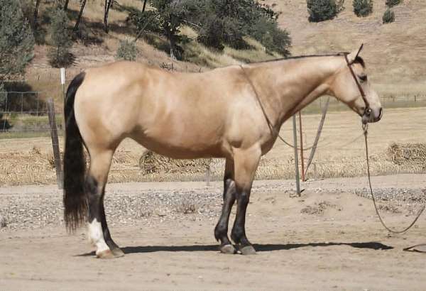 husband-safe-quarter-horse