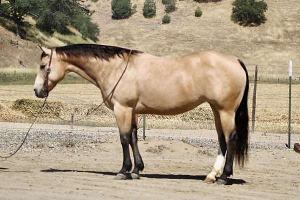kid-safe-quarter-horse